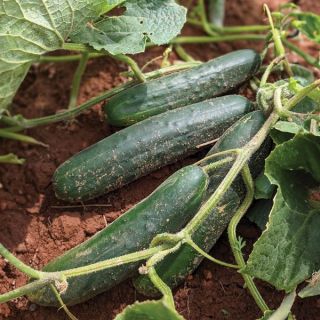 Convoy Cucumber Thumbnail
